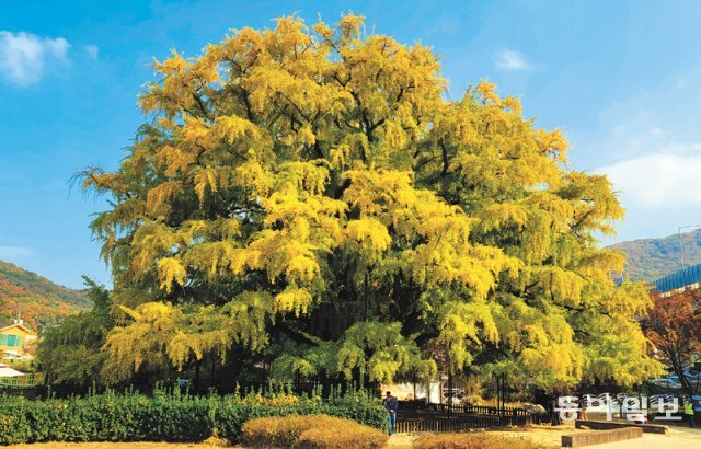 수령 800년이 넘은 은행나무 중에서 가장 넓은 수폭을 지닌 인천 장수동 은행나무.