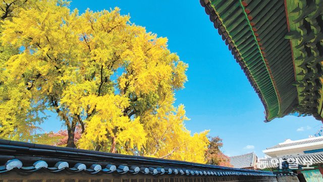 서울 성균관 문묘 담장 너머로 보이는 수령 400년 은행나무.