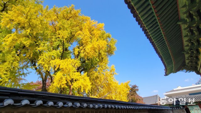 서울 성균관 문묘 은행나무.