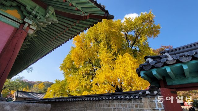 서울 성균관 문묘 은행나무.