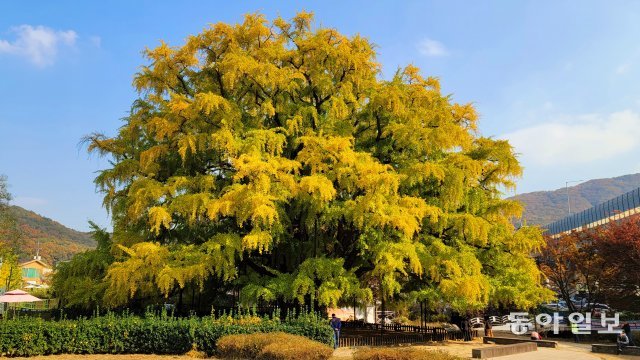 인천 장수동 은행나무.