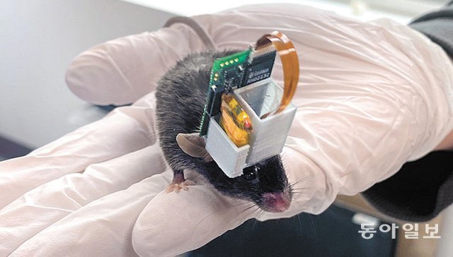조일주 교수 팀이 개발한 브레인칩을 삽입한 실험쥐. 고재원 동아사이언스 기자 jawon1212@donga.com