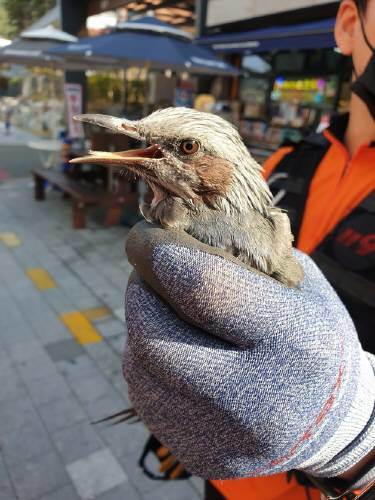 지난 9일 부산 동래구의 한 편의점에 날아들어 손님을 공격했던 직박구리가 포획됐다. 부산소방재난본부 제공