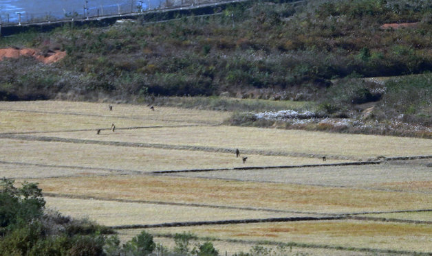 24일 북한 황해도 개풍군 일대에 마련된 선전마을에서 북한 주민들이 농사일을 하고 있다. 2022.10.24/뉴스1 ⓒ News1