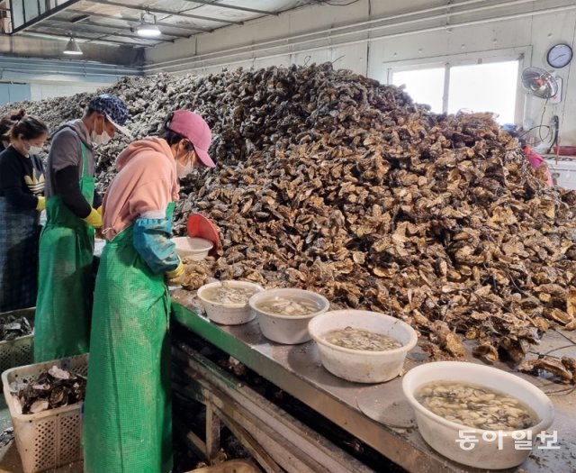 지난해 12월 국내 최대 생굴 산지인 경남 통영시의 한 박신장에서 직원들이 굴 껍데기를 벗기고 있다. 동아일보DB