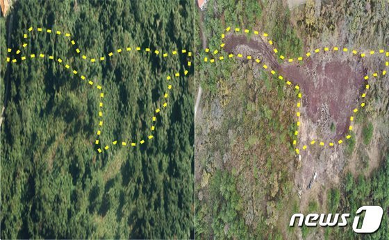 특정범죄 가중처벌 등에 관한 법률 위반(산림) 등의 혐의로 구속돼 재판에 넘겨진 A씨(76)가 훼손한 제주시 애월읍 소길리에 있는 곶자왈 지대 임야. 왼쪽 사진이 훼손 전, 오른쪽 사진이 훼손 후 모습이다. 제주도 자치경찰단 제공