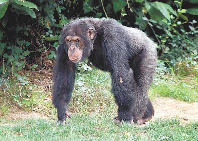 뇌를 구성하는 세포 대부분이 인간과 유사한 침팬지의 모습. 사진 출처 위키미디어