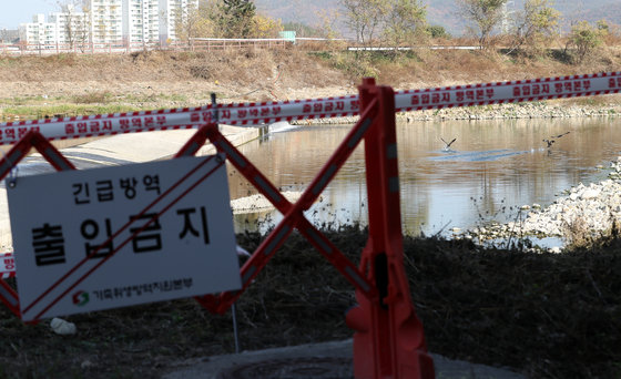 울산시는 울주군 언양읍 구수리 태화강변에서 수거한 야생조류 분변에서 고병원성 조류인플루엔자(AI)가 검출됐다고 18일 밝혔다. 이날 구수리 태화강변에 설치된 출입통제 안내판 뒤로 민물가마우지가 날개짓을 하고 있다. 2022.11.18 뉴스1