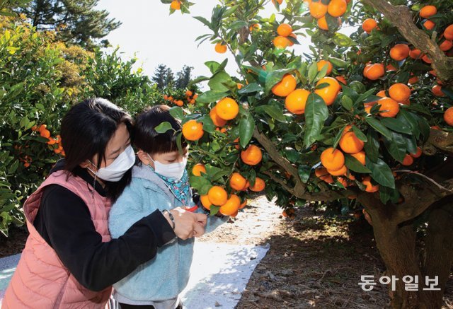 제주에서만 할 수 있는 특별한 감귤따기 체험. 박해윤 기자