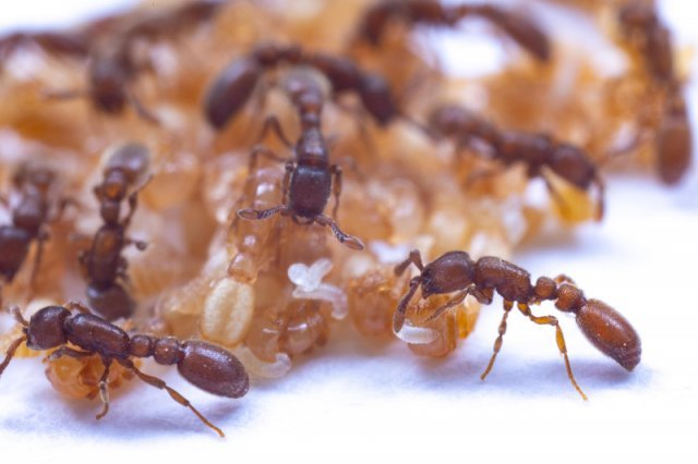 일개미는 유충을 번데기 위로 옮겨 분비물을 섭취할 수
있도록 돕는다. 미국 록펠러대 연구팀은 개미 번데기에
서 영양분이 들어있는 분비물이 나온다는 사실을 발견
했다. 대니얼 크로나워 제공