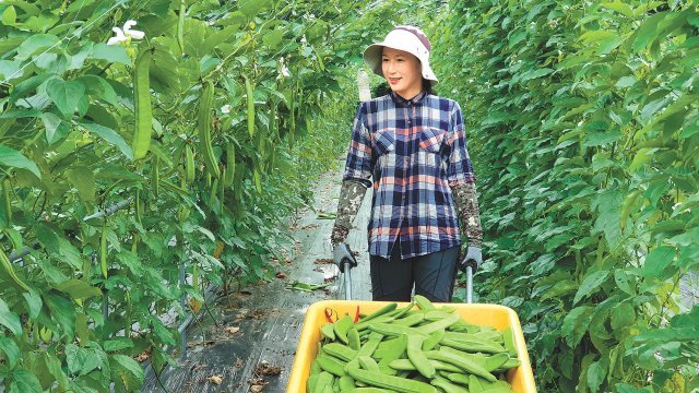 홍여신 ㈜도두맘 대표가 작두콩을 수확하고 있다. 도두맘 제공