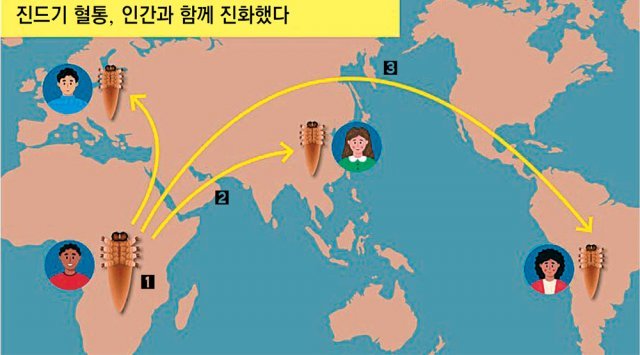 [1] 모낭충은 사람속이 나타날 무렵인 240만∼380만 년 전 처음 등장했다. [2] 약 38만 년 전 현생인류는 아프리카에서 
등장한 뒤 아시아로 이동했다. 이때 모낭충이 함께 이동한 것으로 추정된다. [3] 현생인류는 각 대륙으로 흩어져 고립된 생활을 
하며 피부 특징이 달라졌다. 모낭충 역시 그에 맞게 각각 다르게 진화하며 혈통이 나뉜 것으로 추정된다.