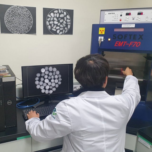 종자 충실률 검사 수개월간의 건조를 거친 종자는 시드볼트운영센터 엑스레이 검사실에서 ‘종자 충실률 검사’를 받는다. 연구원들은 종자의 속이 얼마나 꽉 차 있는지, 속이 비어 있는 종자 비율이 얼마나 되는지 확인해 기록한다. 시드볼트운영센터 제공