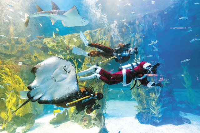 롯데월드 아쿠아리움 메인수조에서 진행되는 크리스마스 산타 퍼포먼스.