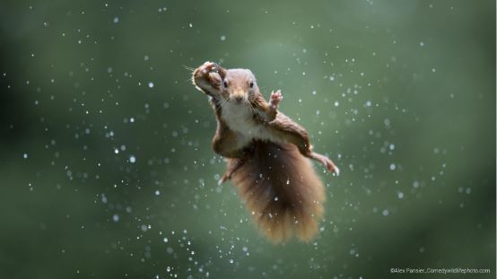 Comedy Wildlife Photography Awards 홈페이지 갈무리