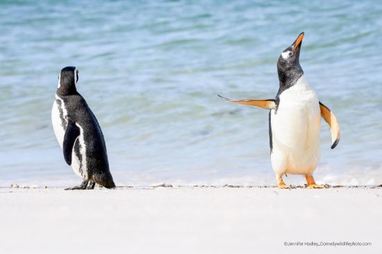 Comedy Wildlife Photography Awards 홈페이지 갈무리