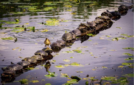 Comedy Wildlife Photography Awards 홈페이지 갈무리