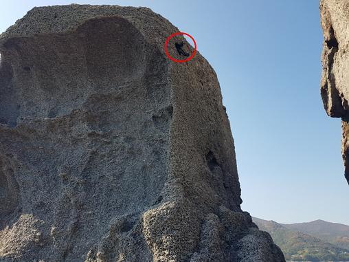 전남 구례에서 고흥으로 이전 방사된 양비둘기 개체가 새끼를 낳은 갯바위 절벽 동굴. 국립생태원 제공.