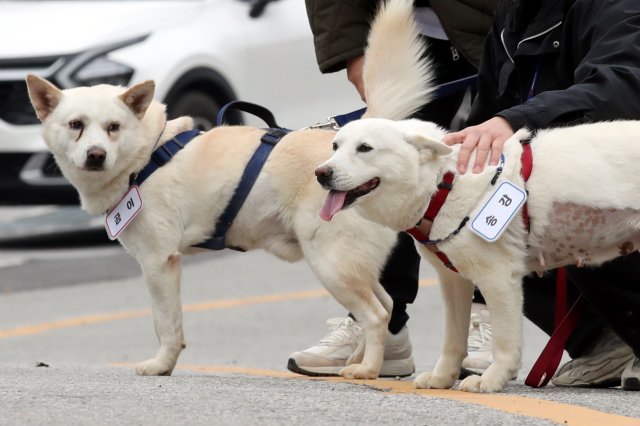 지난 12일 오전 광주 북구 생용동 우치공원 동물원에서 풍산개 암컷 ‘곰이’와 수컷 ‘송강’이 이동하고 있다. 곰이와 송강은 2018년 9월 남북정상회담 뒤 김정은 북한 국무위원장이 문재인 전 대통령에게 선물한 풍산개다. 문 전 대통령이 사육하다가 최근 정부에 반환해 경북대 동물병원에서 지내다가 이곳에 왔다. 뉴스1