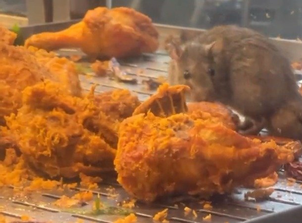 말레이시아 식당 치킨 매대에서 포착된 쥐. (트위터 갈무리)