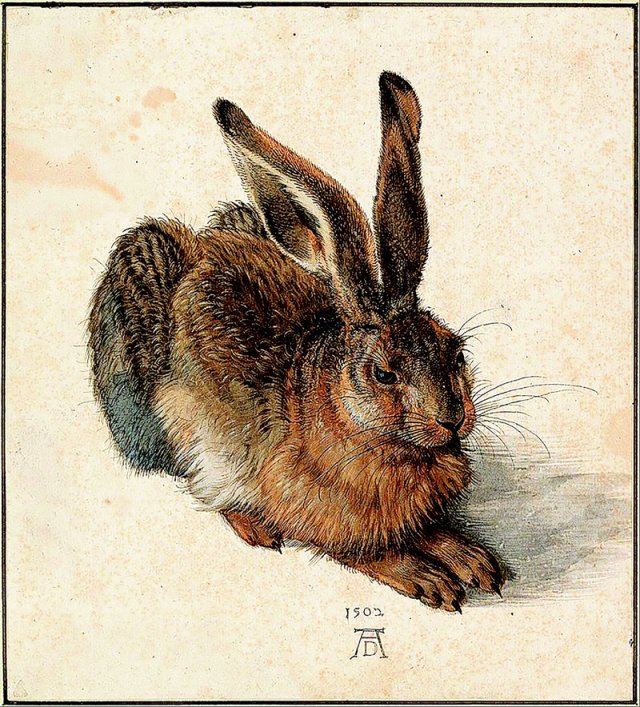 알브레히트 뒤러가 1502년 그린 수채화 ‘야생 토끼’. 토끼의 털 한 올 한 올을 섬세하고 치밀하게 그려낸 이 그림은 자연을 
관찰하고 표현하길 좋아했던 뒤러의 대표작 중 하나다. 뒤러는 평생 이 작품을 간직했다. 사진 출처 위키피디아