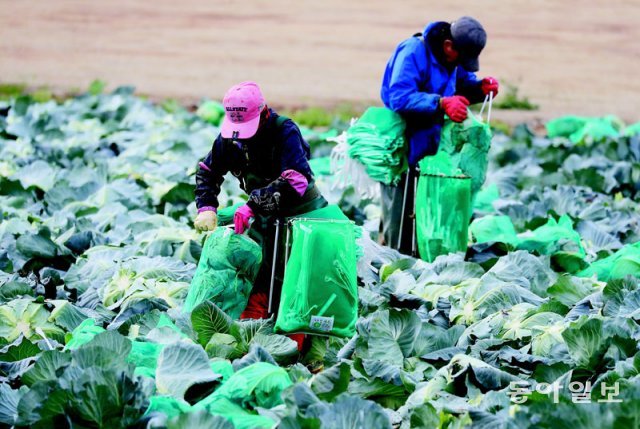 지난해 전남 무안군 망운면의 한 배추밭에서 주민들이 월동 배추를 수확하고 있다. 배추 가격도 수요와 공급의 법칙에 따라 수요가 
늘면 시장에서 가격이 오르고, 수요가 줄면 가격이 내려간다. 무안=박영철 기자 skyblue@donga.com