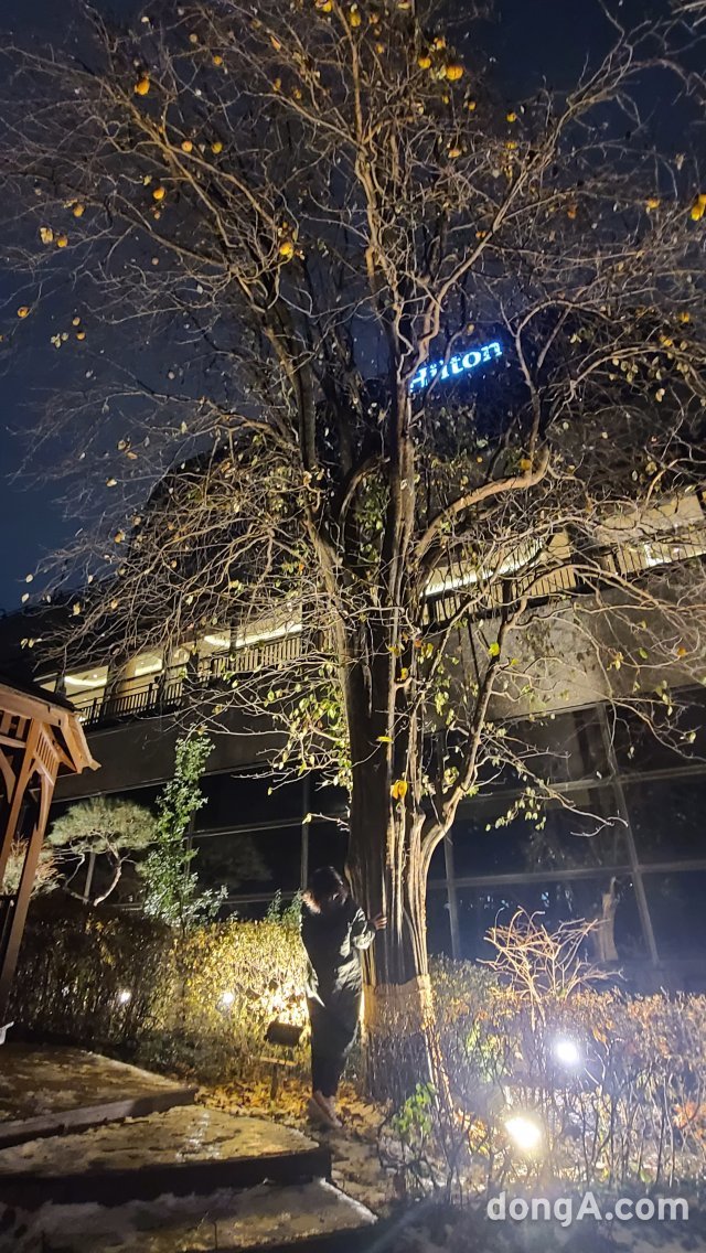 호텔 정원의 150살 모과나무 앞에서. 김선미 기자