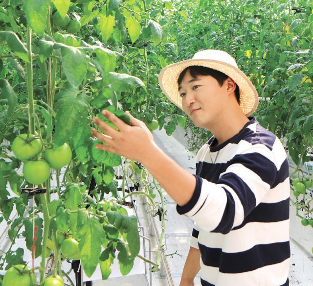 학창 시절부터 농사를 지을 운명임을 직감했다는 김기현 씨는 지속 가능한 농업 플랫폼을 구축하는 데 전념할 생각이다. 김 씨가 팜큐베이터에서 자식처럼 애지중지 재배하는 토마토를 살펴보고 있다.  농림축산식품부 제공