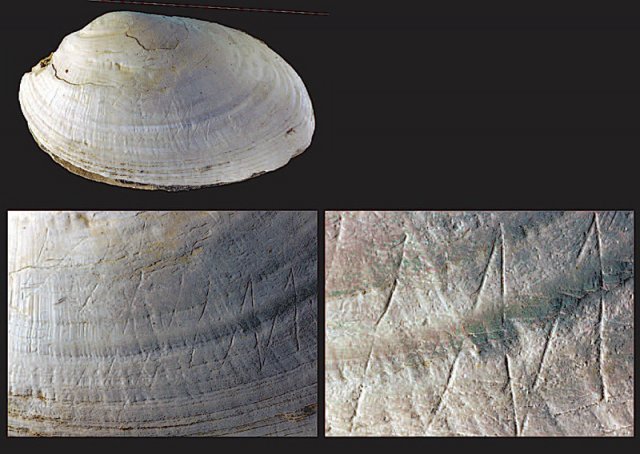 50만 년 전 인도네시아에 살던 자바원인이 조개껍데기에 남긴 낙서. 사진 출처 위키피디아