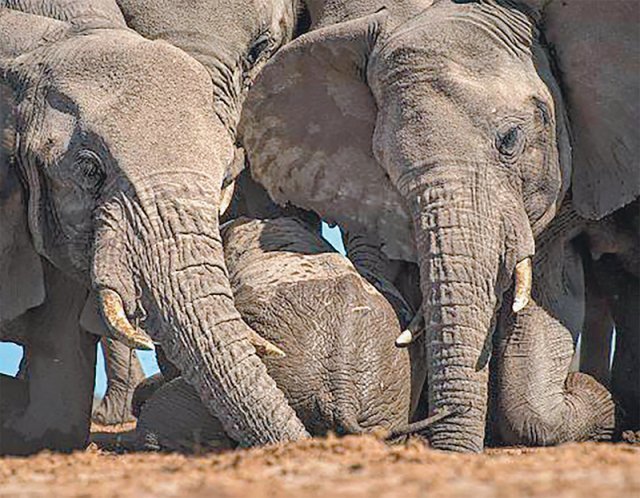 암컷 아프리카코끼리 빅마마(왼쪽)와 그의 딸 난디가 힘을 합쳐 구덩이에 빠진 난디의 새끼를 구하려고 무릎을 꿇고 있다. ⓒ케이틀린 오코넬·티머시 로드웰, 현대지성 제공