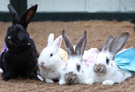 계묘년(癸卯年) 설을 이틀 앞둔 20일 대구 달서구 테마파크 이월드 동물농장에서 한복차림의 토끼가 재롱을 부리고 있다. 2023.1.20. 뉴스1