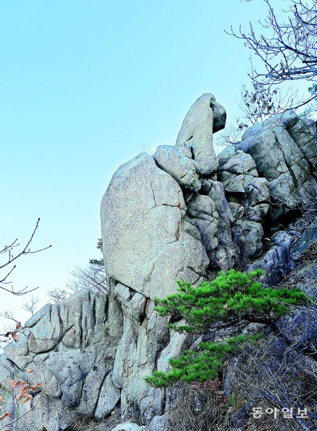 팔봉산 제2봉으로 오르면서 만난 거북바위는 산 정상으로 기어오르는 모습이다.