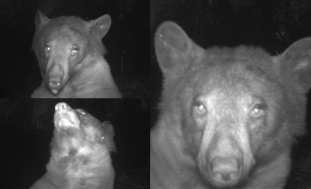 미국 콜로라도주에 서식하는 한 흑곰이 볼더산간녹지공원 관찰 카메라에 자신의 셀카 400장을 남기고 갔다. 볼더산간녹지공원 홈페이지
