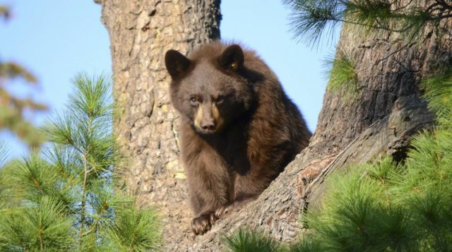 A black bear in Boulder Mountain Greenery Park, Colorado, USA, climbing a pine tree.  Boulder Mountain Greenery Park website