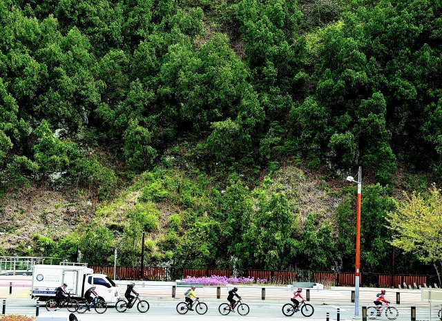 최근 자전거 동호인들이 천연기념물 제1호인 대구 동구 도동 측백나무숲 앞을 달리고 있다. 대구 동구 제공
