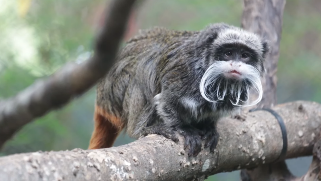 이번에 실종된 댈러스 동물원의 황제 타마린 원숭이. 댈러스 동물원 공식 트위터