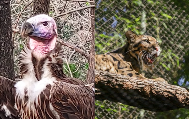 지난 22일 사망한 댈러스 동물원의 주름민무늬독수리(왼쪽)와 지난 13일 실종됐던 같은 동물원의 구름무늬표범. 댈러스 동물원 공식 트위터