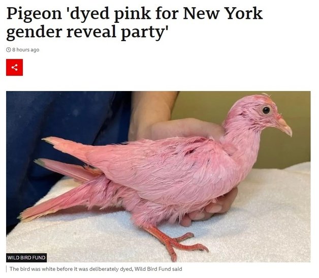 미국 뉴욕 맨해튼에서 구조된 핑크색 비둘기. (BBC 갈무리)