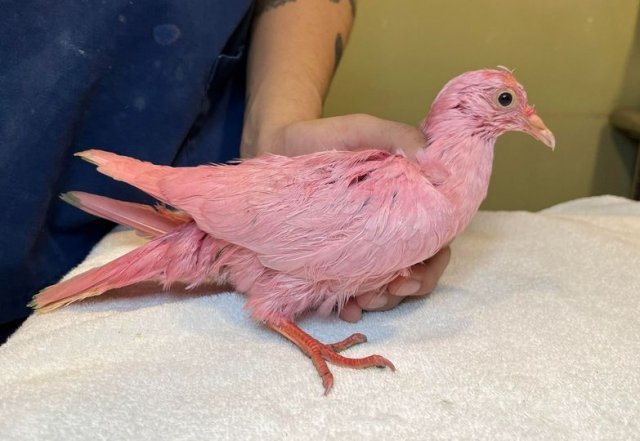 31일(현지시간) 미국 뉴욕 맨해튼의 메디슨 스퀘어 공원에서 구조된 왕비둘기. 분홍색으로 염색된 채 영양 실조 상태로 발견됐다. WBF 페이스북