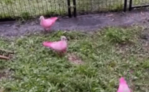 2022년 10월 미국 플로리다 내 한 공원에서 구조된 집비둘기들. 성별 공개 축제용으로 쓰이다 방생됐다. 팜 비치 앵무새 앤 조류 구조대(Palm Beach Parrot & Bird Rescue) 페이스북