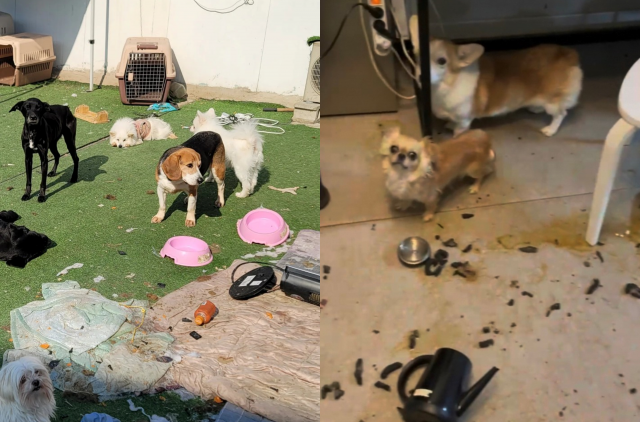 3일 경기도 광주시 곤지암읍의 한 불법 펫숍에 개와 고양이 40여 마리가 버려진 채 발견됐다. 리버스 제공