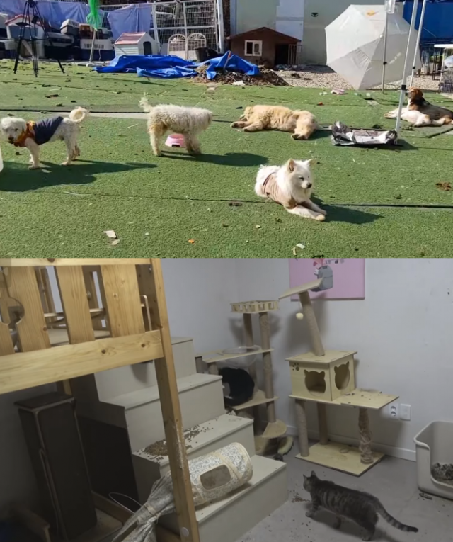 경기 광주 곤지암읍 버려진 불법 펫숍에 버려진 동물들. 유튜브 ‘동물구조단체 리버스 RE:BIRTH’ 갈무리