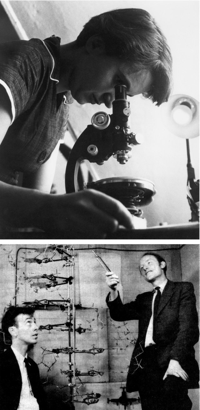 DNA 이중나선 구조의 결정적 근거를 가장 먼저 발견한 과학자 로잘린드 프랭클린이 현미경으로 X선 사진의 회절 무늬를 분석하고 
있다(위쪽 사진). 1953년 DNA 이중나선 모형 앞에 선 제임스 왓슨(왼쪽)과 프랜시스 크릭. 노벨 생리의학상을 수상한 두 
사람의 연구 성과는 프랭클린이 촬영한 X선 사진에 빚진 것이었다. 늘봄 제공