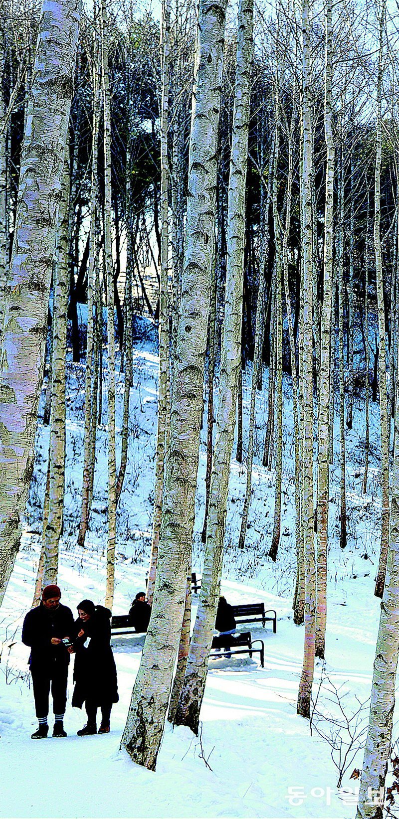 하얀 눈이 쌓인 강원 인제군 원대리 자작나무 숲.