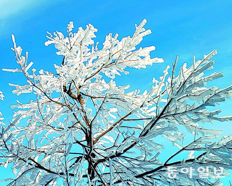 서리가 얼어붙은 상고대가 핀 발왕산의 겨울나무.