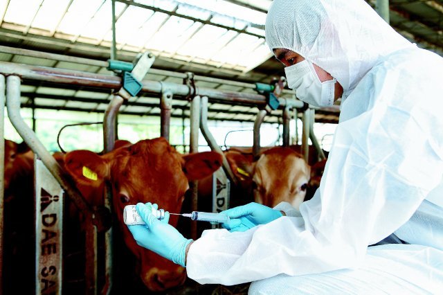 농림축산검역본부 연구자가 소의 항체 형성 여부를 모니터링하고 있다. 농림축산검역본부 제공