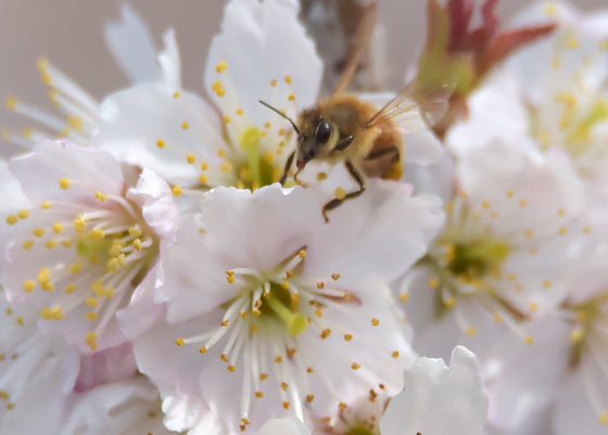 제주시 이호동 한 주택에 만개한 벚꽃에 꿀벌이 꿀을 따기 위해 날아들고 있다.2019.3.12./뉴스1 ⓒ News1