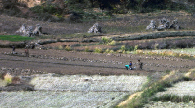 북한 황해도 개풍군 일대에 마련된 선전마을에서 북한 주민들이 농사일을 하고 있다. 2022.10.24 뉴스1