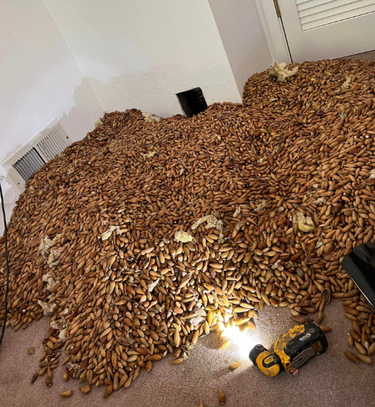 미국 캘리포니아 내 위치한 주택 내부 벽에서 320kg 가량의 도토리가 쏟아져 나왔다. 페이스북