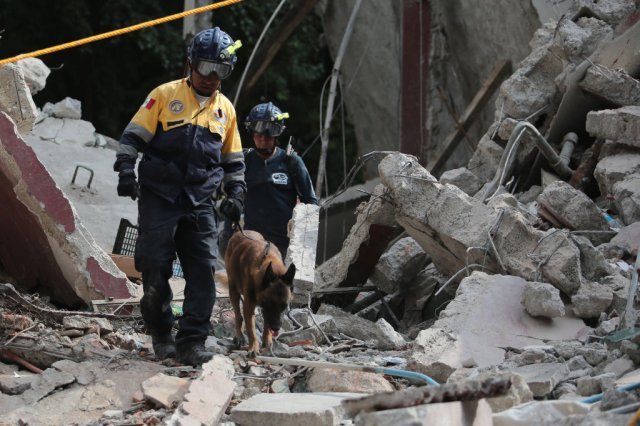 2017년 9월 19일 멕시코 중부를 강타한 규모 7.1의 지진으로 무너진 건물 잔해 속에서 구조대원들이 구조견의 도움을 받아 희생자를 찾고 있다. 이번 지진은 1985년 9월 19일 규모 8.0의 지진이 발생한 지 32년 만에 발생했다. ⓒGettyImages